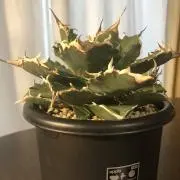 POTEKO Plantsの画像