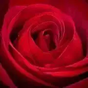 Ｘ
