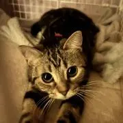こはねの画像
