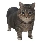 とぅっとぅるーの画像