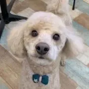 マッキーの画像