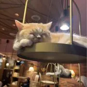 たむの画像