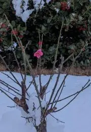 たかしの画像