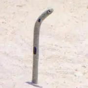アムロボーロの画像
