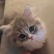Nananaの画像