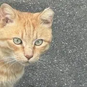 るるる