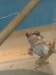 なほの画像