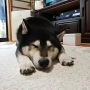 小鉄パパ