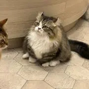 なかまちの画像