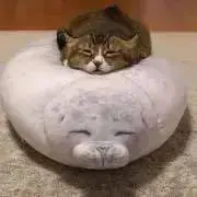 ぽてとの画像