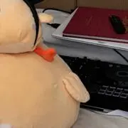 どすこいの画像