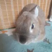 りんりんぶっち