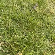 ゆの画像