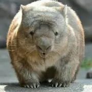 Kohakusanの画像