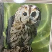フクロウの画像