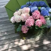 こもも