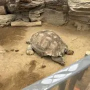 カワウソ川村