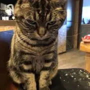 コロ助