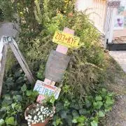 チューリップ＊
