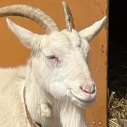 しゅんてうの画像