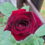 roseの画像