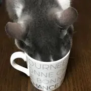 みるく