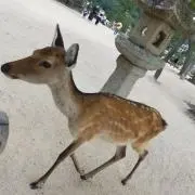 チャッピー☆の画像