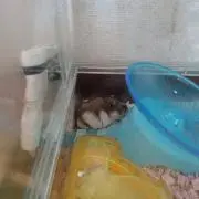 あずき(くら寿司大好き(*^ω^*))の画像