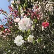 skamの画像