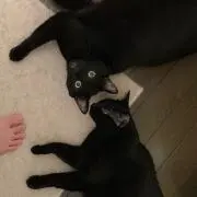 チャッキー