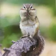 りすうさぎ