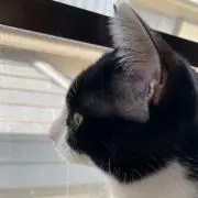 Chuckyの画像