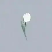 m'の画像
