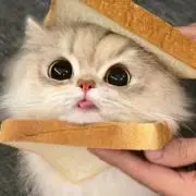 タッチの画像