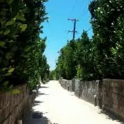 AAA