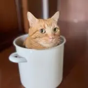 茶々丸の画像
