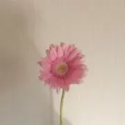 ゅ