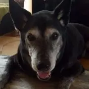 ダブ