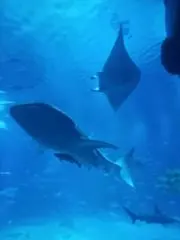 ☆HAL☆の画像
