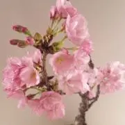 さくらうめこの画像