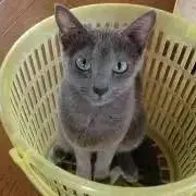 ニコの画像