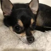 みんみん