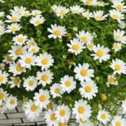 みゃーの画像