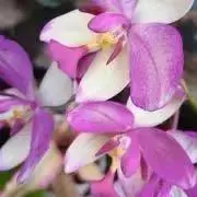 BAON※プロフ必読※の画像
