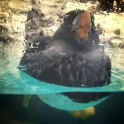 万丈翠の画像