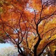 紅の画像