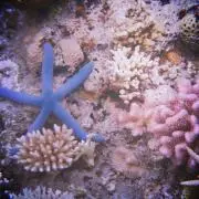 タフィー【8/22まで発送できません】の画像