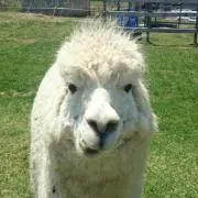 Rigo