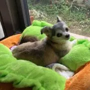 はな〈チワワのハナが家族にいます♪〉の画像
