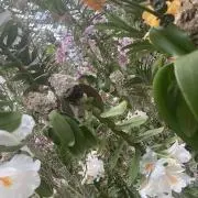 アライグマ